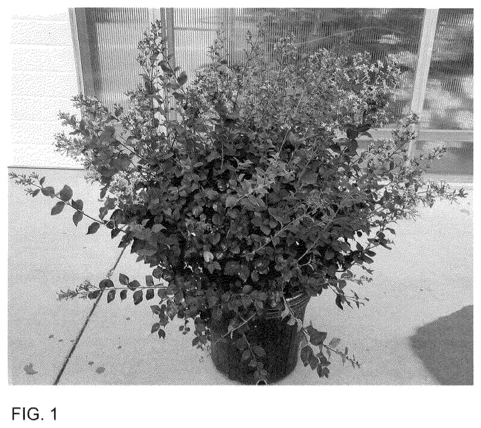 Figure 1 of US plant patent PP35934, the photograph of SMNSPH printed in the patent.