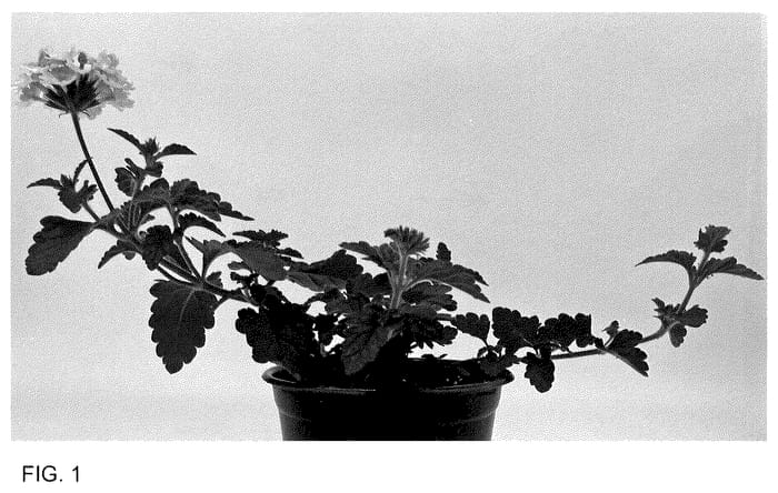 Figure 1 of US plant patent PP35935, the photograph of WNVERSVPC24 printed in the patent.