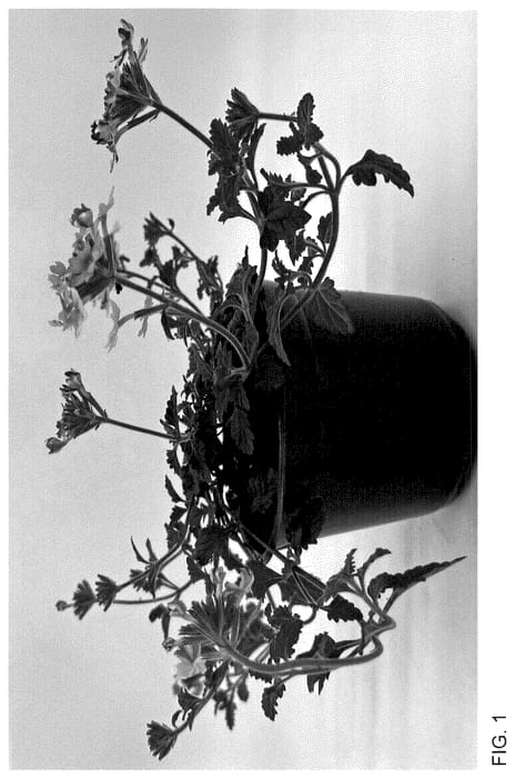 Figure 1 of US plant patent PP35936, the photograph of WNVERSVCB24 printed in the patent.