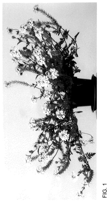 Figure 1 of US plant patent PP35937, the photograph of Jelverwhit printed in the patent.