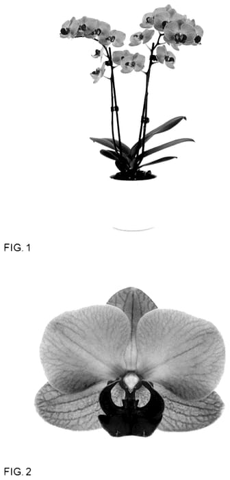 Figure 1 of US plant patent PP35938, the photograph of MI02145 printed in the patent.