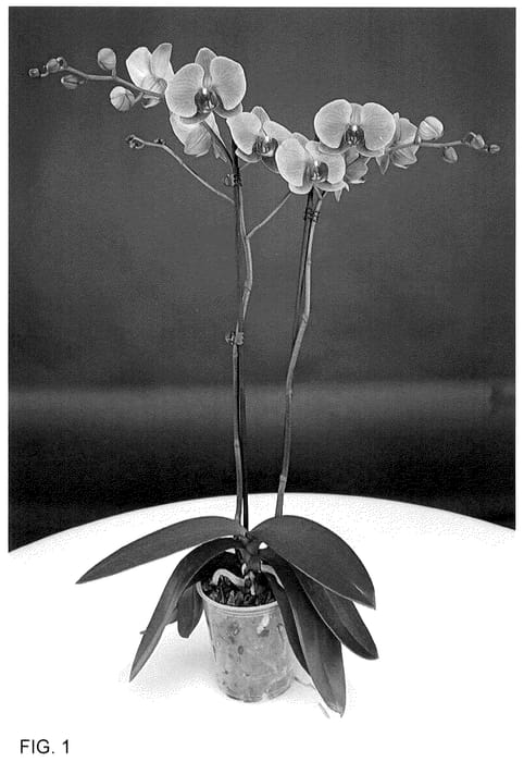 Figure 1 of US plant patent PP35939, the photograph of MI02415 printed in the patent.