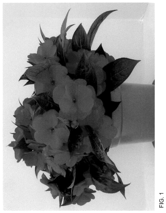 Figure 1 of US plant patent PP35940, the photograph of Dongipetfir 23 printed in the patent.
