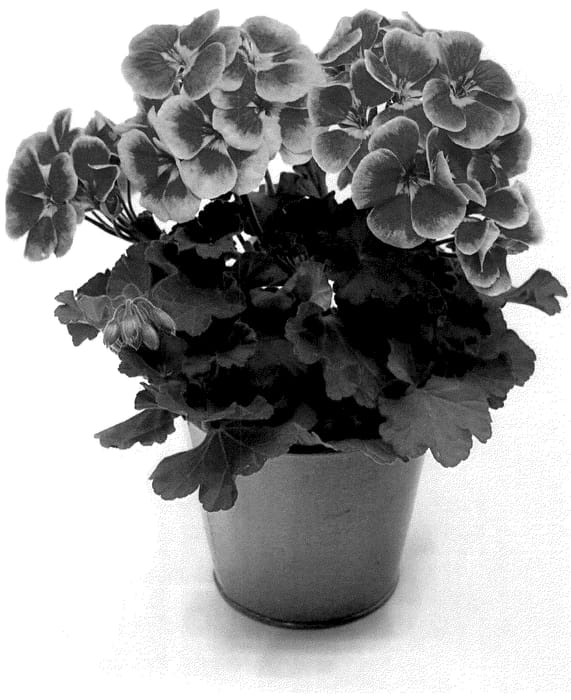 Figure 1 of US plant patent PP35941, the photograph of KLEPZ22698 printed in the patent.
