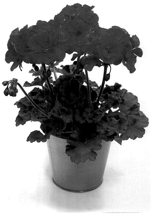 Figure 1 of US plant patent PP35942, the photograph of KLEPZ22686 printed in the patent.