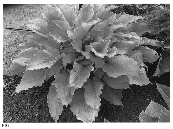 Figure 1 of US plant patent PP35943, the photograph of Echo the Sun printed in the patent.