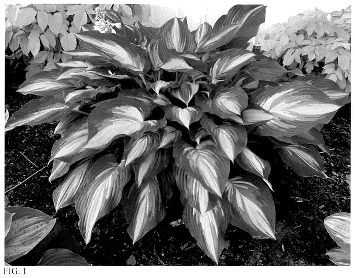 Figure 1 of US plant patent PP35945, the photograph of Affair to Remember printed in the patent.