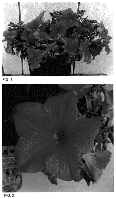Figure 1 of US plant patent PP35946, the photograph of surf ikusiro printed in the patent.
