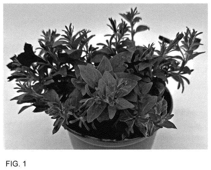 Figure 1 of US plant patent PP35947, the photograph of WNPETMVUM24 printed in the patent.