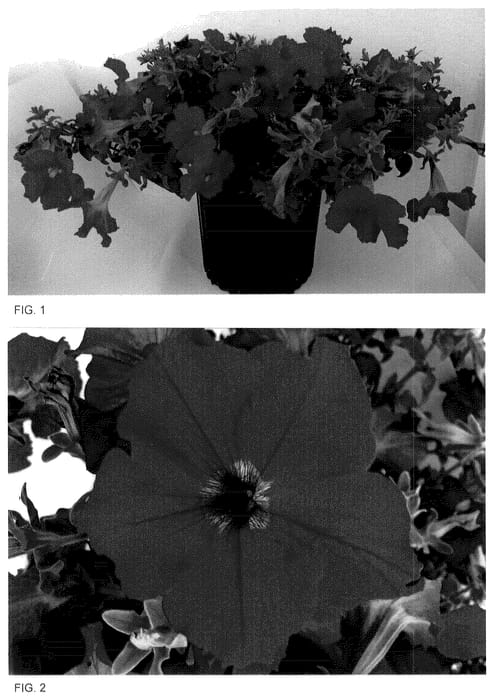 Figure 1 of US plant patent PP35948, the photograph of Surf Nisihasi printed in the patent.