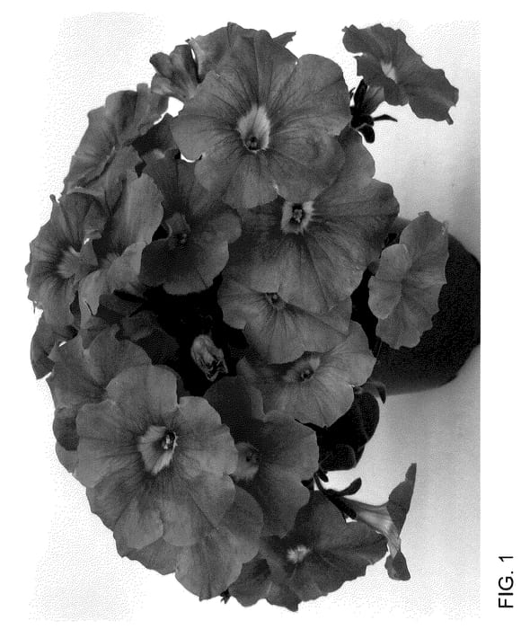 Figure 1 of US plant patent PP35949, the photograph of INPETBEACH printed in the patent.