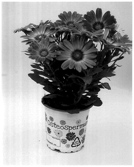 Figure 1 of US plant patent PP35950, the photograph of KLEOE22715 printed in the patent.