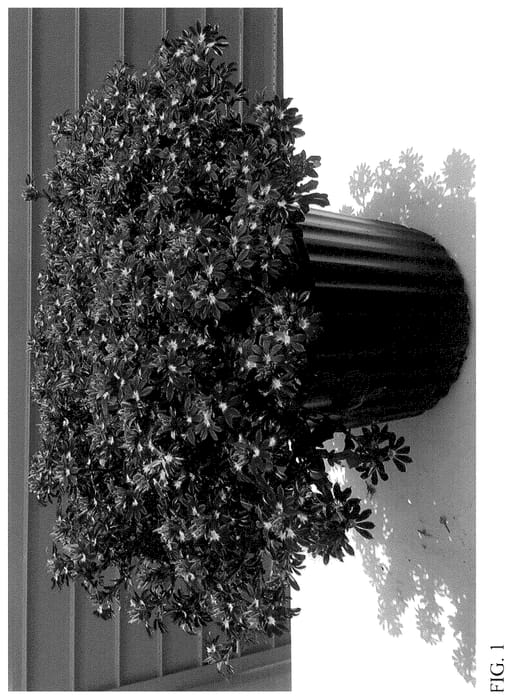 Figure 1 of US plant patent PP35951, the photograph of Bonsca 6221 printed in the patent.