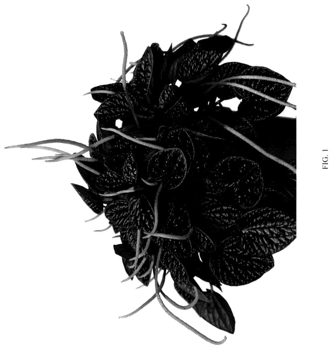 Figure 1 of US plant patent PP35952, the photograph of EC-PEPE-2301 printed in the patent.