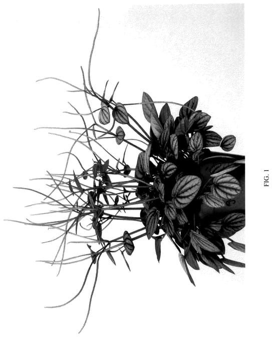 Figure 1 of US plant patent PP35953, the photograph of EC-PEPE-2302 printed in the patent.