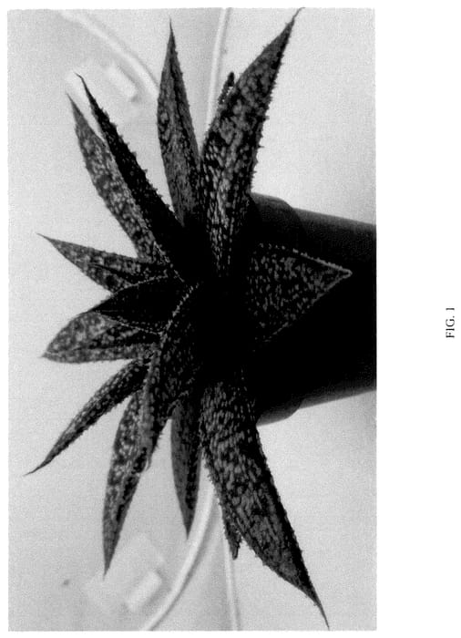 Figure 1 of US plant patent PP35954, the photograph of BINL-19037 printed in the patent.