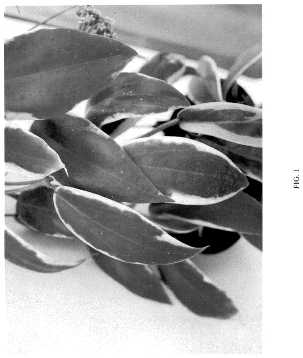 Figure 1 of US plant patent PP35955, the photograph of JAD037 printed in the patent.