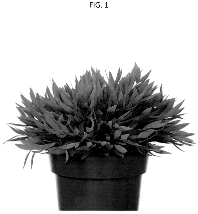 Figure 1 of US plant patent PP35956, the photograph of ORPOCEY printed in the patent.