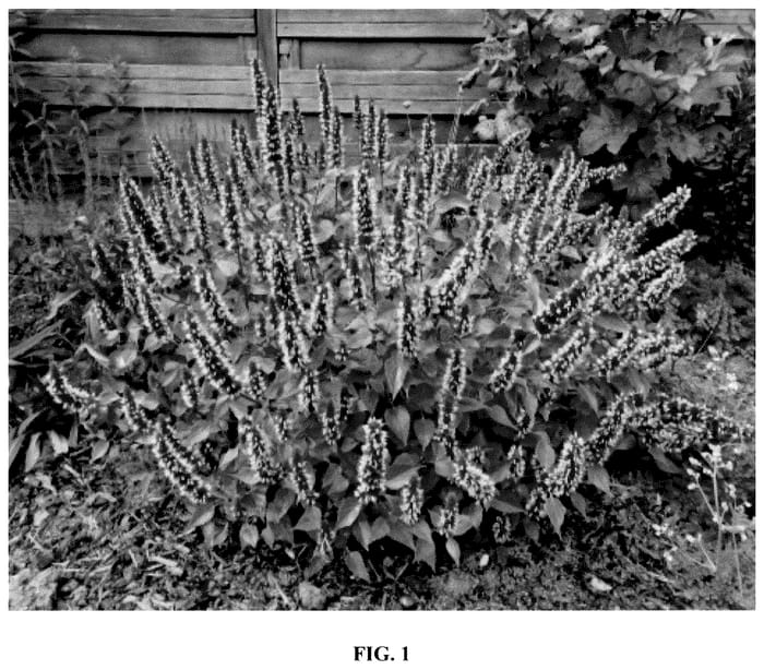 Figure 1 of US plant patent PP35957, the photograph of Agapk printed in the patent.