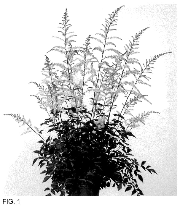 Figure 1 of US plant patent PP35958, the photograph of Pretty in Pink printed in the patent.