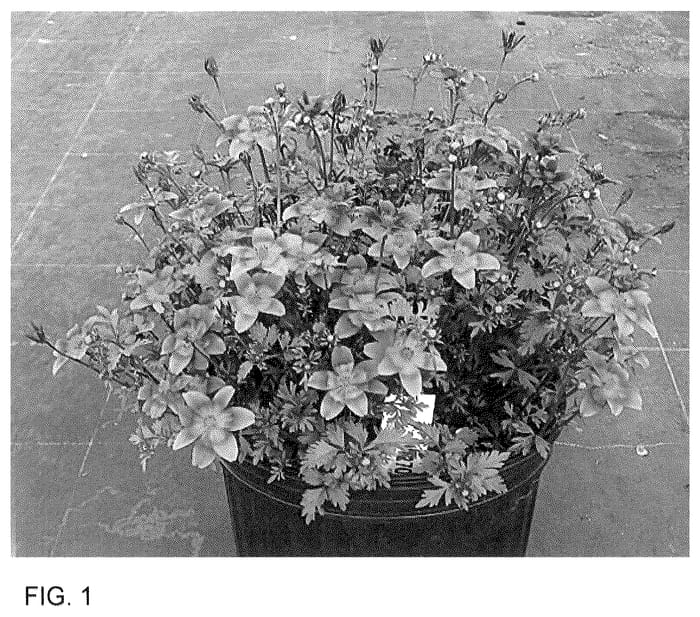 Figure 1 of US plant patent PP35959, the photograph of Sunbidevb 7 printed in the patent.