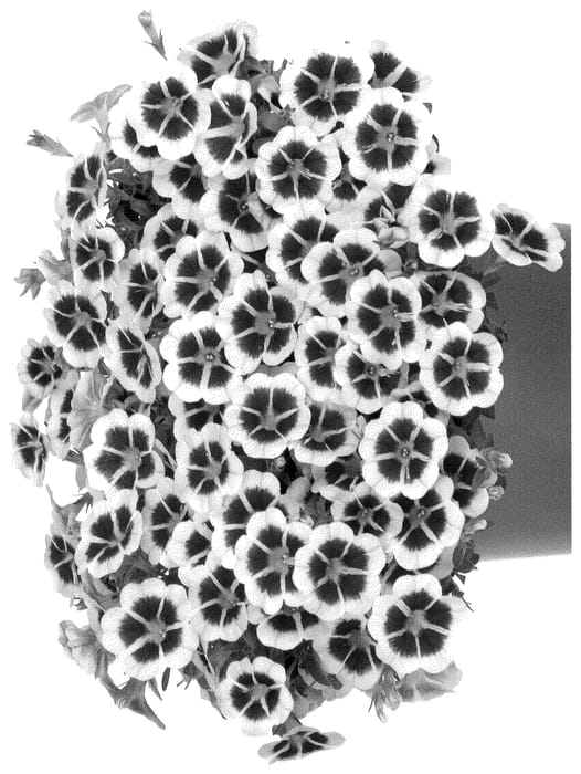 Figure 1 of US plant patent PP35960, the photograph of Docaltipi printed in the patent.
