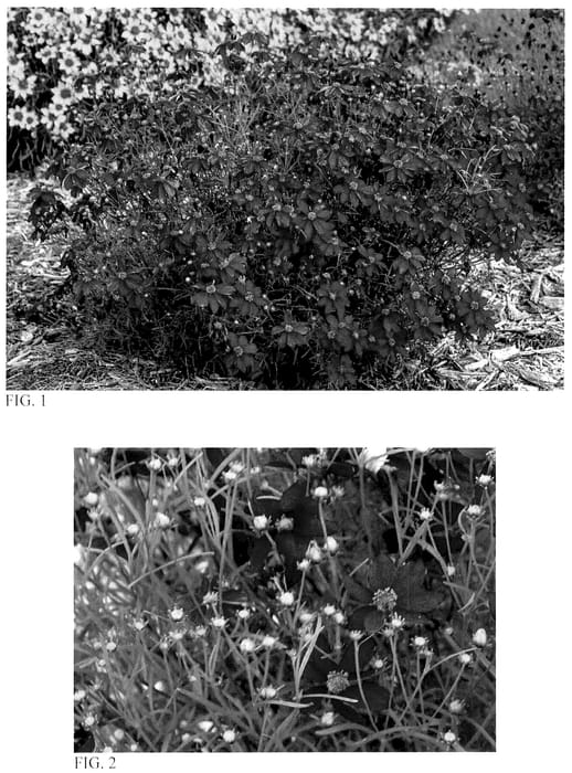 Figure 1 of US plant patent PP35961, the photograph of Scarlet Ribbons printed in the patent.