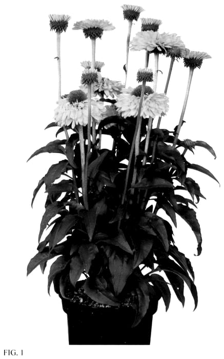 Figure 1 of US plant patent PP35962, the photograph of IFECSSGOLD printed in the patent.