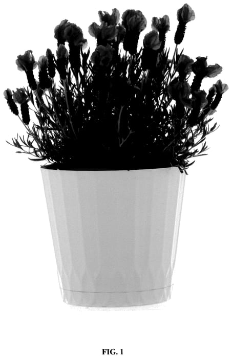 Figure 1 of US plant patent PP35963, the photograph of ST 18-29 printed in the patent.