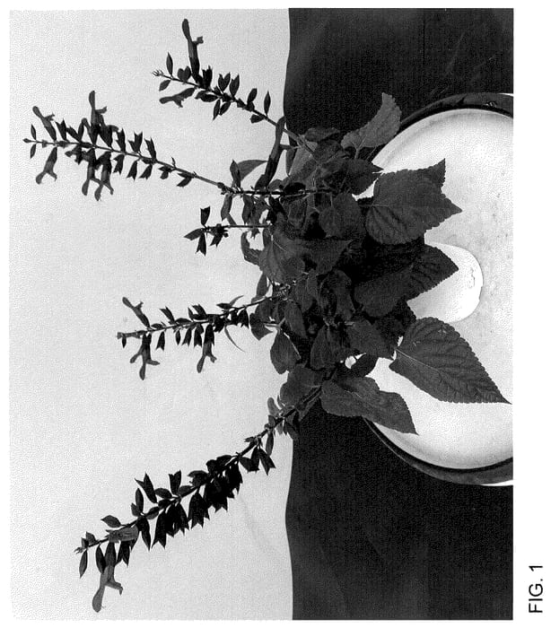 Figure 1 of US plant patent PP35964, the photograph of WNSVRDP23 printed in the patent.
