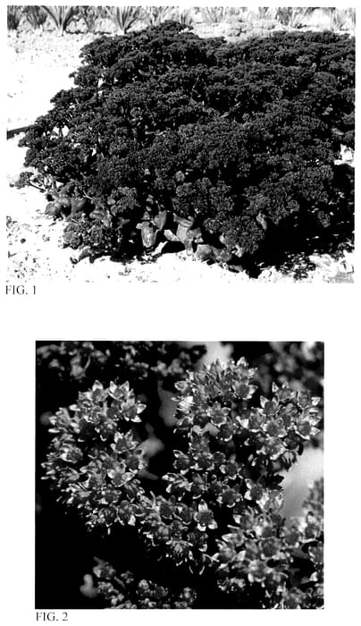 Figure 1 of US plant patent PP35965, the photograph of After Dark printed in the patent.