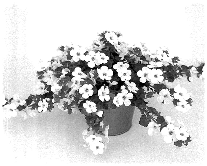 Figure 1 of US plant patent PP35966, the photograph of KLESG22036 printed in the patent.