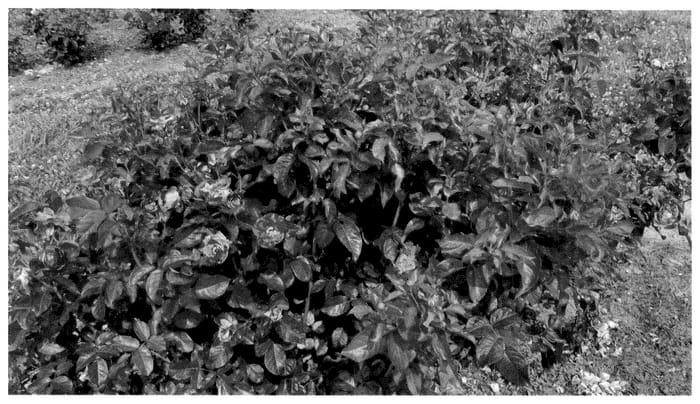 Figure 1 of US plant patent PP35967, the photograph of KORinye printed in the patent.