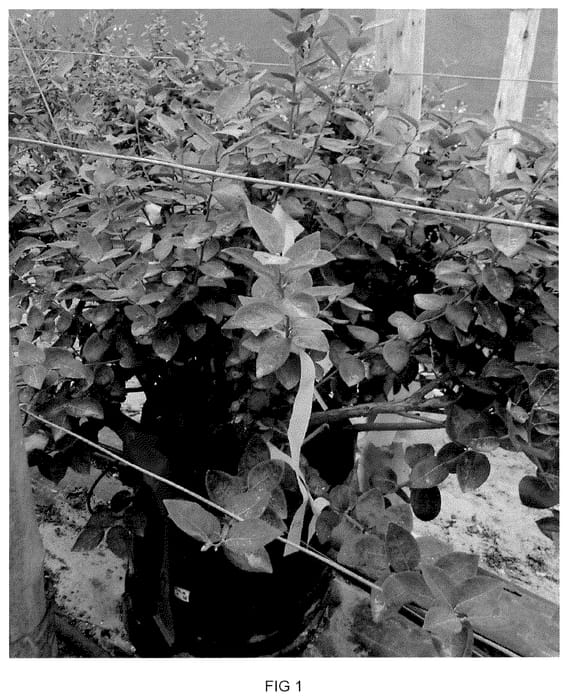 Figure 1 of US plant patent PP35968, the photograph of BLUECSOL9 printed in the patent.