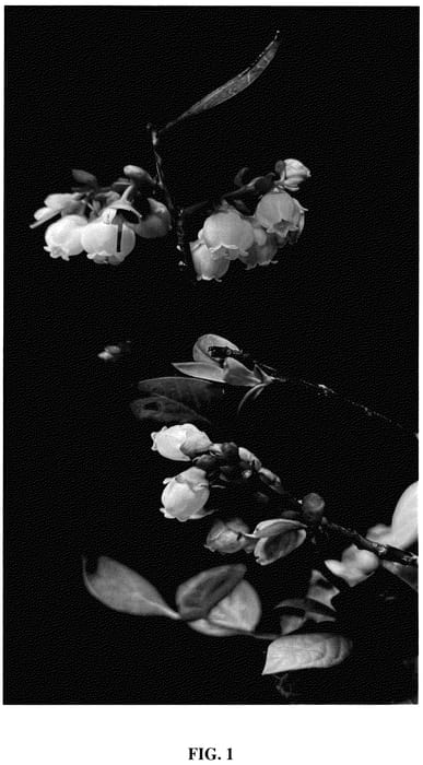 Figure 1 of US plant patent PP35969, the photograph of FL19-006 printed in the patent.