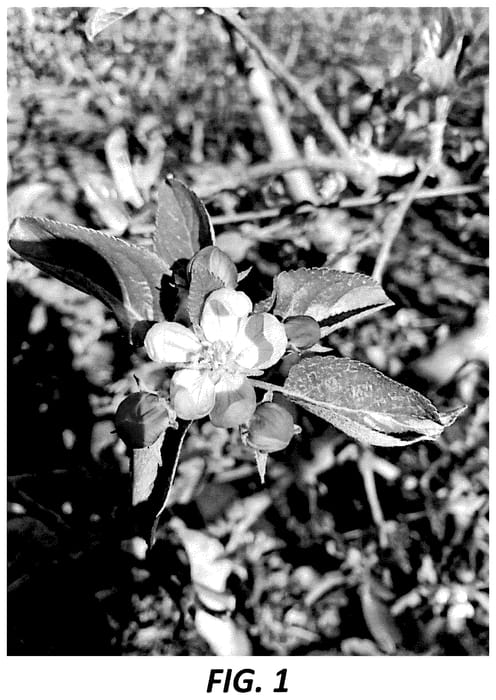 Figure 1 of US plant patent PP35971, the photograph of SM102543 printed in the patent.