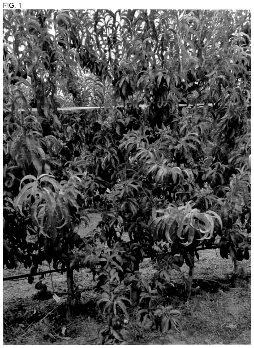 Figure 1 of US plant patent PP35972, the photograph of CAKELINDA printed in the patent.