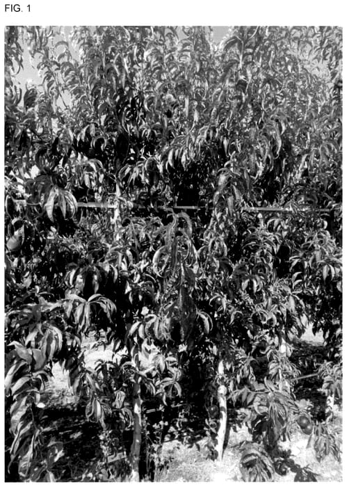 Figure 1 of US plant patent PP35973, the photograph of CAKELOLY printed in the patent.