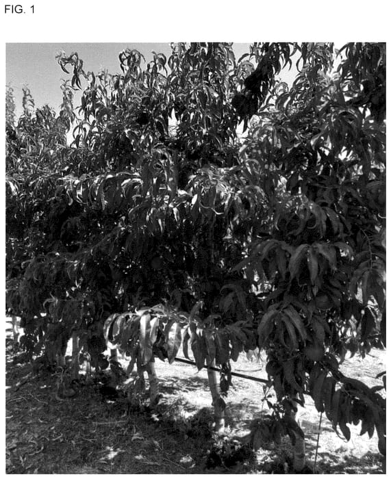 Figure 1 of US plant patent PP35974, the photograph of NECTALOLA printed in the patent.