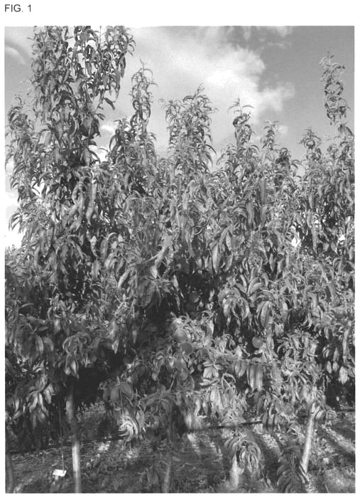 Figure 1 of US plant patent PP35975, the photograph of SWEETBINGO printed in the patent.
