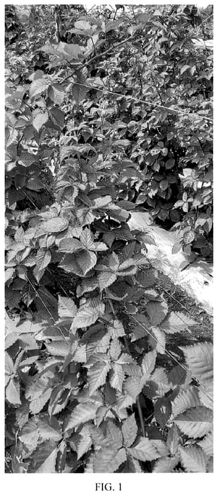 Figure 1 of US plant patent PP35976, the photograph of MEF-2022.1 printed in the patent.