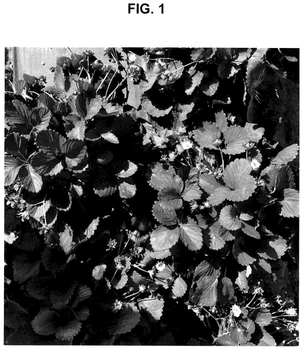 Figure 1 of US plant patent PP35978, the photograph of SB 15.001.011 printed in the patent.