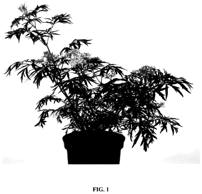 Figure 1 of US plant patent PP35979, the photograph of HYFJOLAIS printed in the patent.