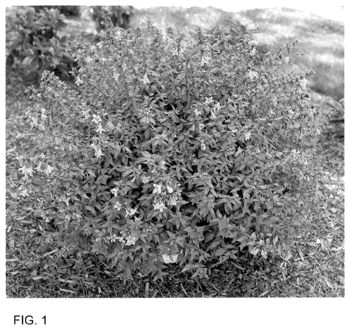 Figure 1 of US plant patent PP35980, the photograph of SMNAGBT printed in the patent.