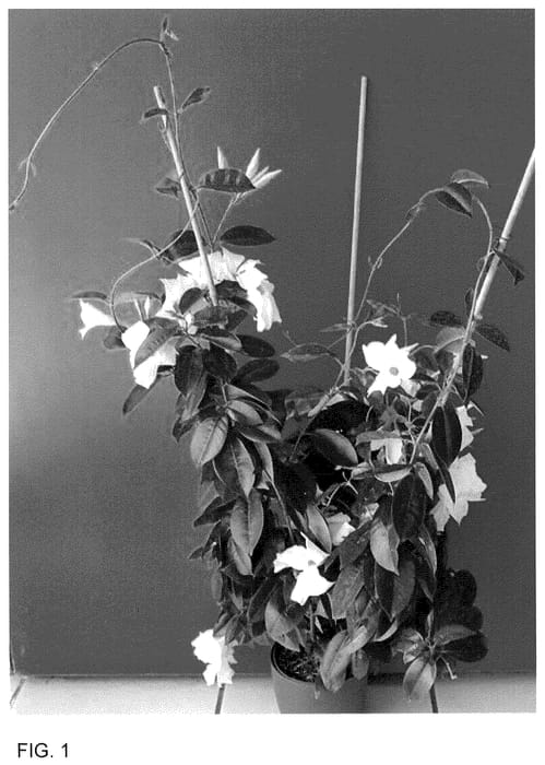 Figure 1 of US plant patent PP35981, the photograph of Inmanbewhi22 printed in the patent.