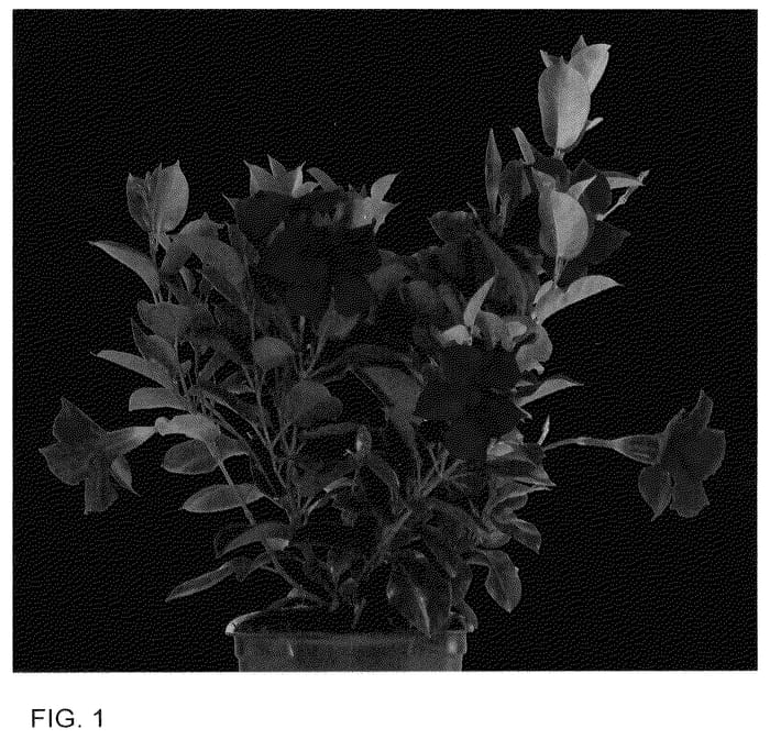 Figure 1 of US plant patent PP35982, the photograph of Dodipcho printed in the patent.
