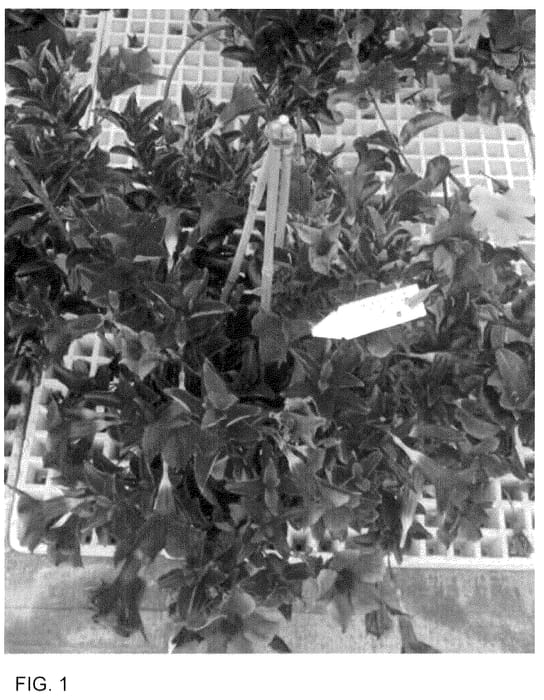 Figure 1 of US plant patent PP35983, the photograph of Dodipmaru printed in the patent.