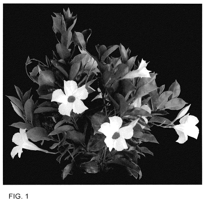 Figure 1 of US plant patent PP35984, the photograph of Dodipwhiha printed in the patent.