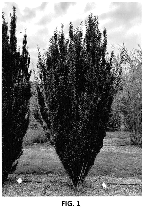Figure 1 of US plant patent PP35985, the photograph of RutHol8 printed in the patent.