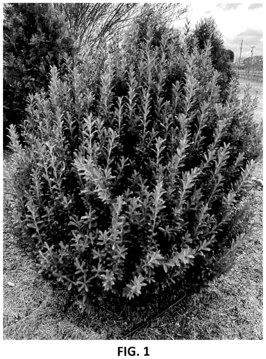 Figure 1 of US plant patent PP35986, the photograph of RutHol10 printed in the patent.